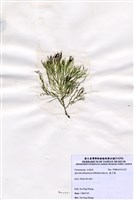 藏品(藍子藻)的圖片